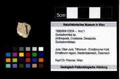 Foto (Objekt + Etikett) von Goniodromites sp.  (NHMW-GEO-1990-0041-2934)